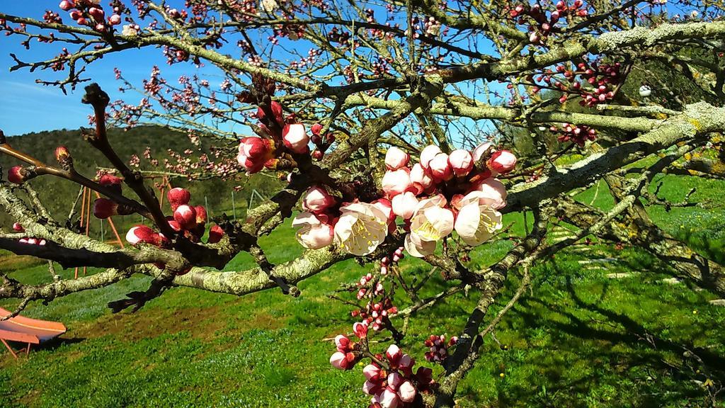 Agriturismo Podere Borgognano มัสซามาริตติมา ภายนอก รูปภาพ