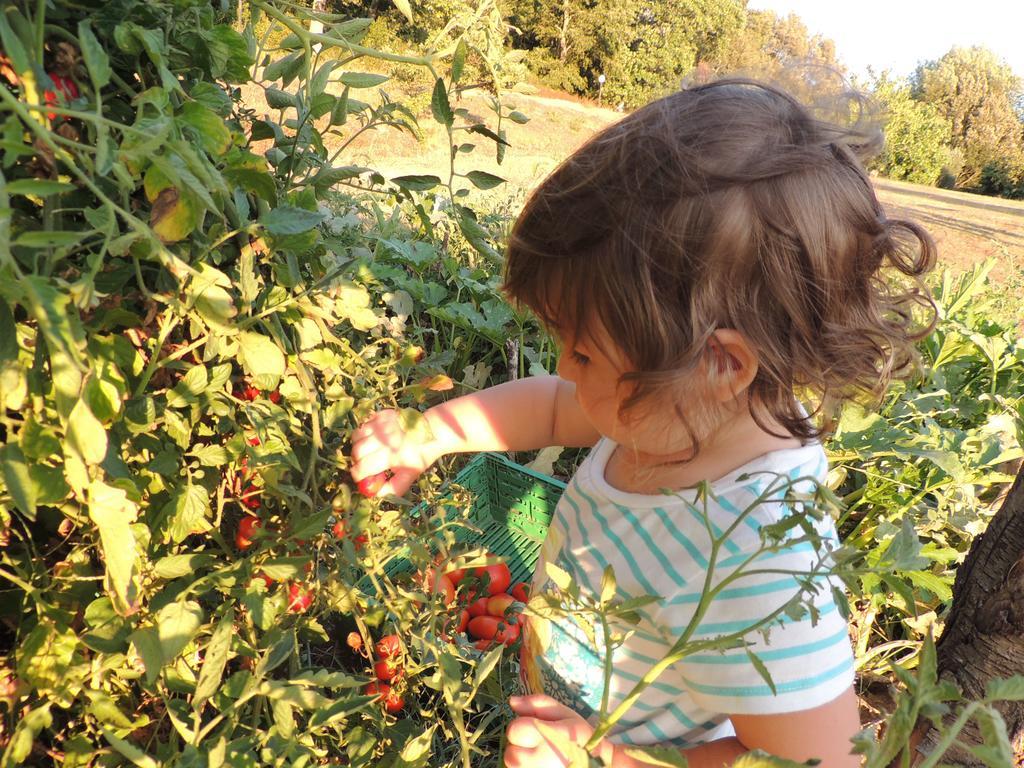 Agriturismo Podere Borgognano มัสซามาริตติมา ภายนอก รูปภาพ
