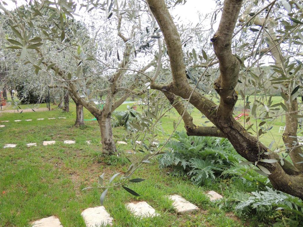 Agriturismo Podere Borgognano มัสซามาริตติมา ภายนอก รูปภาพ